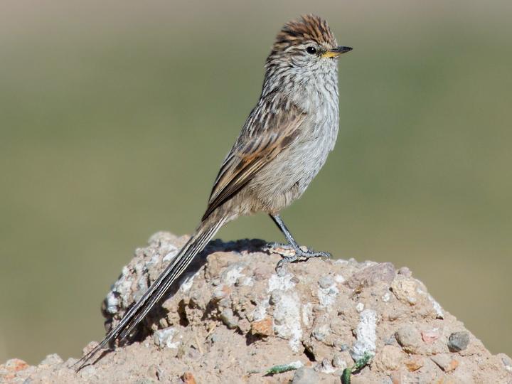 Streak-backed Tit-Spinetail
