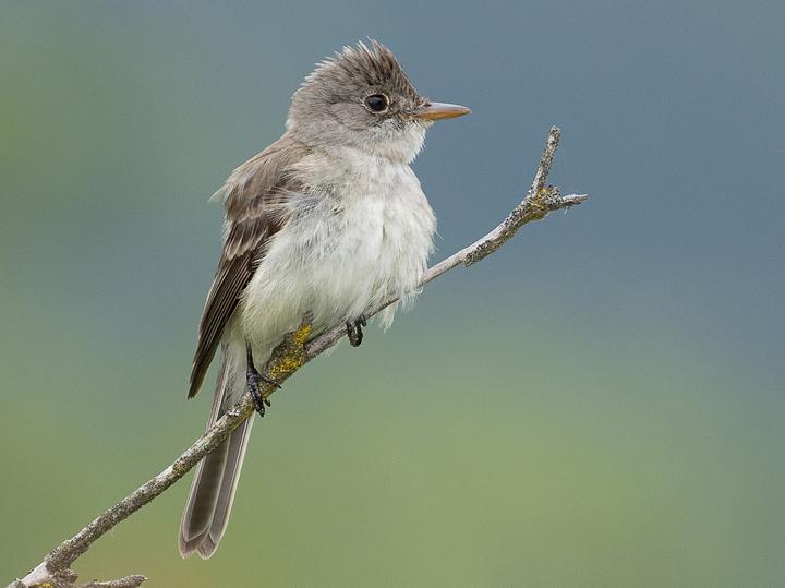 Willow Flycatcher