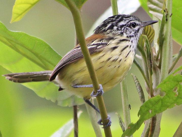 Streak-capped Antwren