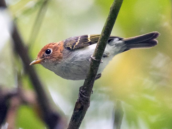 Sunda Warbler