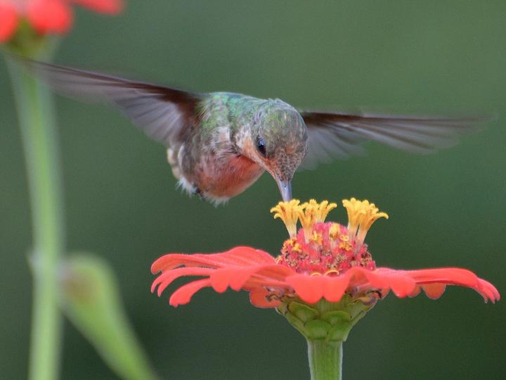 Frilled Coquette