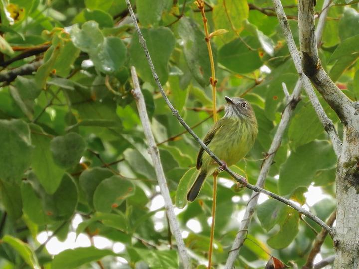 Stripe-necked Tody-Tyrant