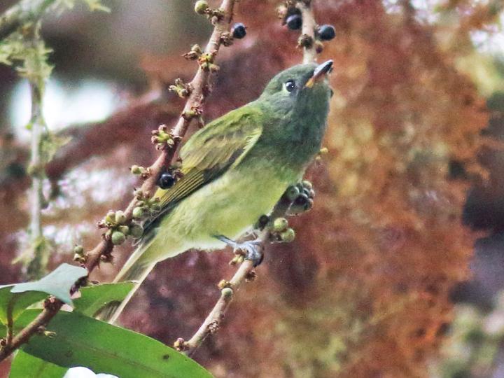 Streak-necked Flycatcher