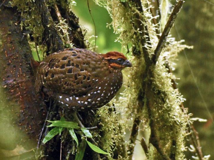 Stripe-faced Wood Quail