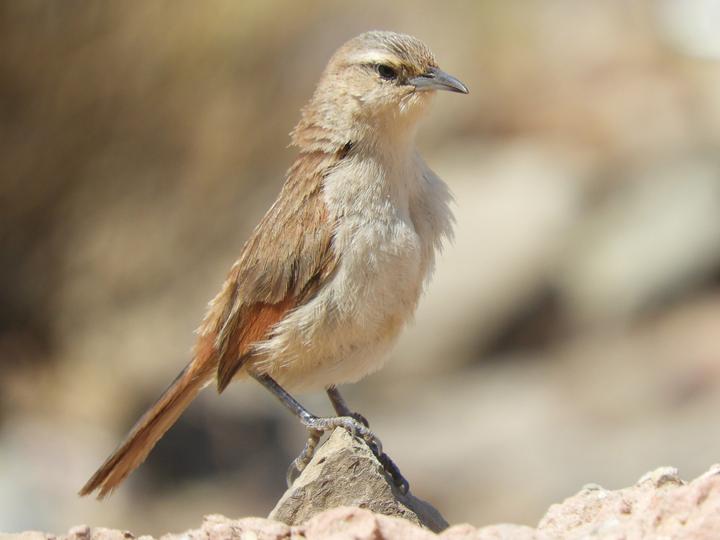 Streak-fronted Thornbird