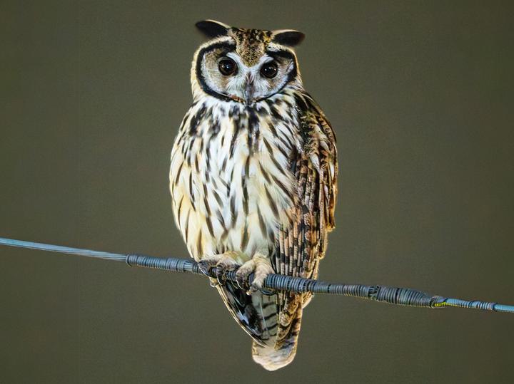 Striped Owl