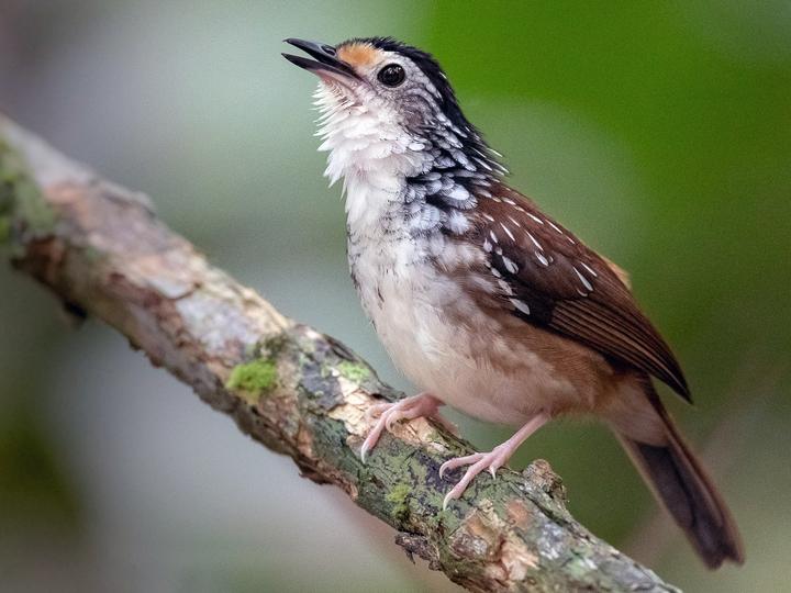 Striped Wren-Babbler