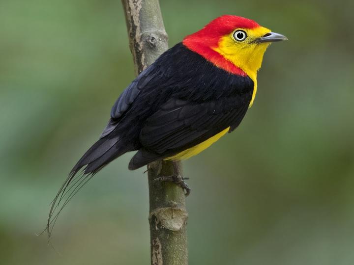 Wire-tailed Manakin
