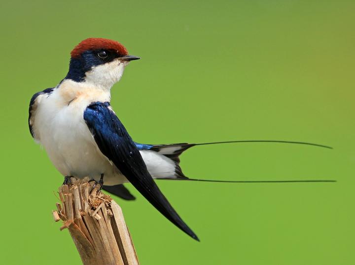 Wire-tailed Swallow
