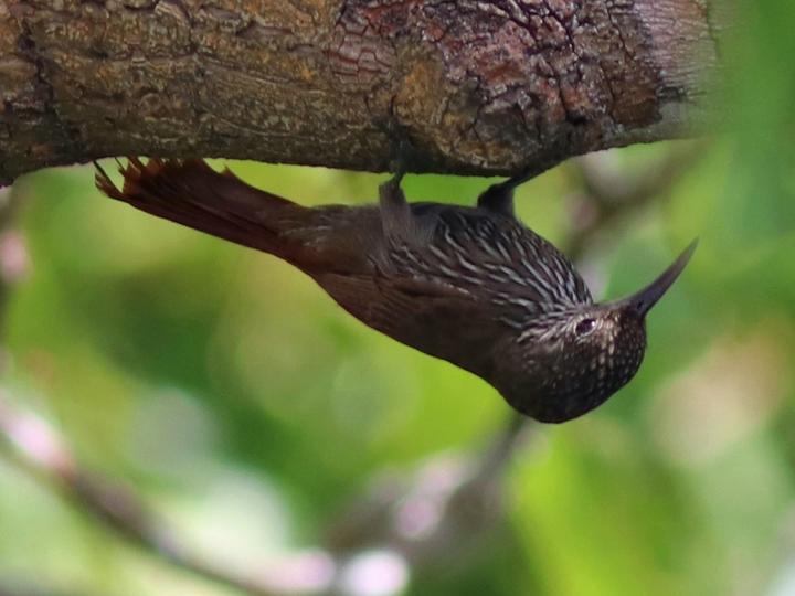 Guianan Woodcreeper