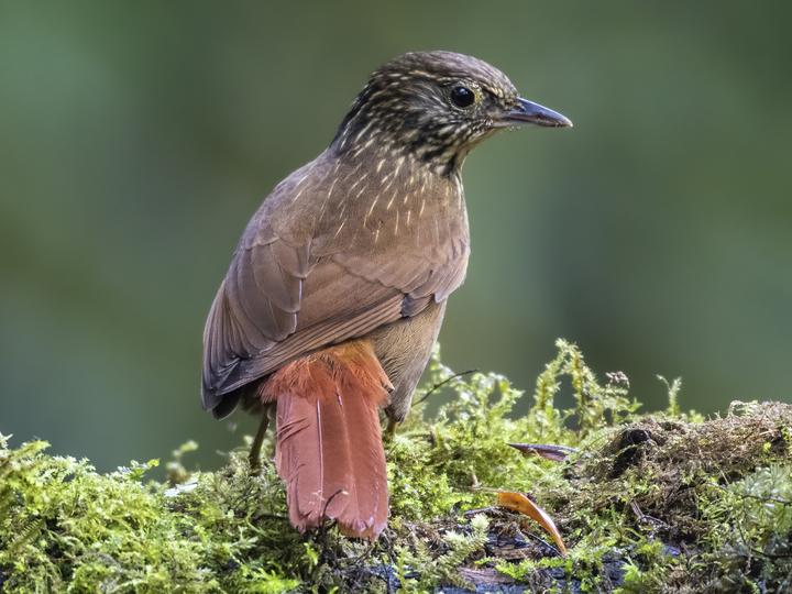 Lineated Foliage-gleaner