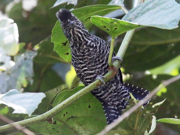 Lined Antshrike