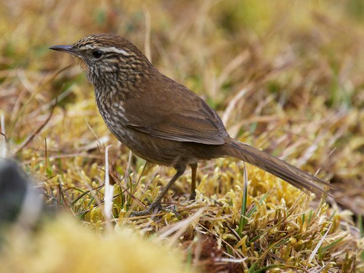 Line-fronted Canastero