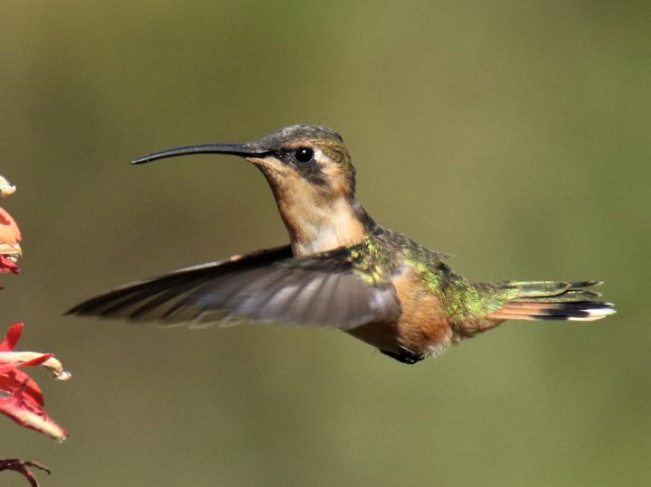 Slender Sheartail