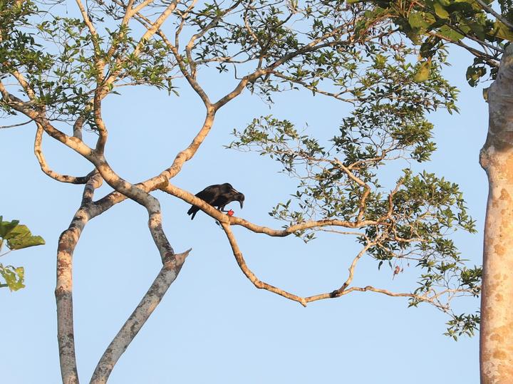 Sunda Crow