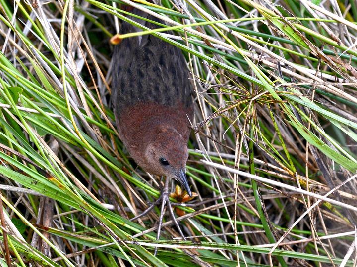 Slender-billed Flufftail