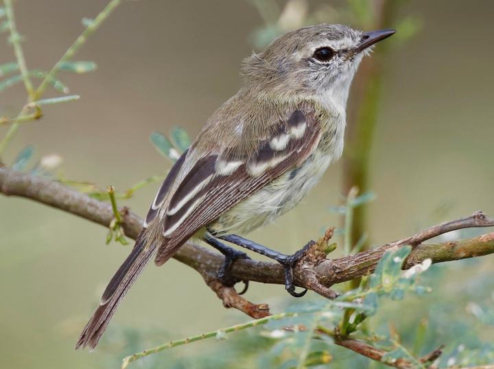 Slender-billed Inezia