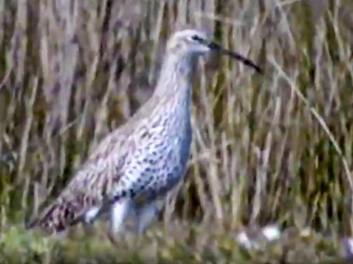 Slender-billed Curlew
