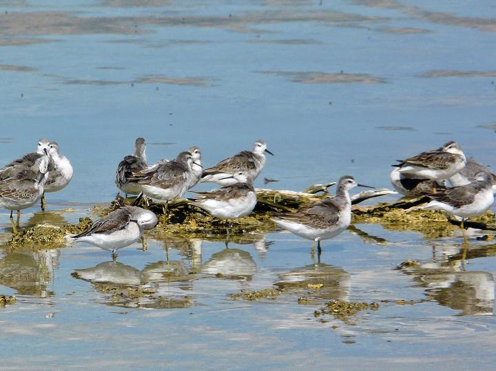 Wilson's Phalarope