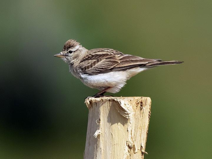Hume's Short-toed Lark