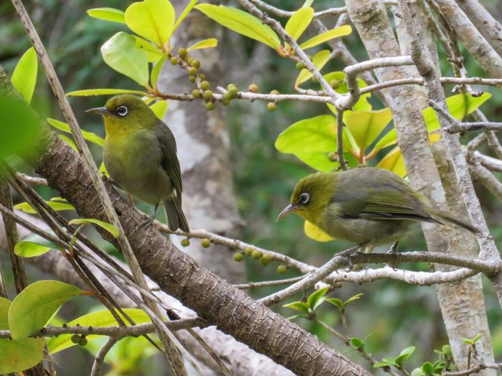 Slender-billed White-eye