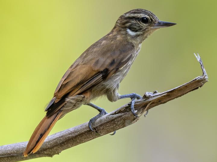 Slender-billed Xenops