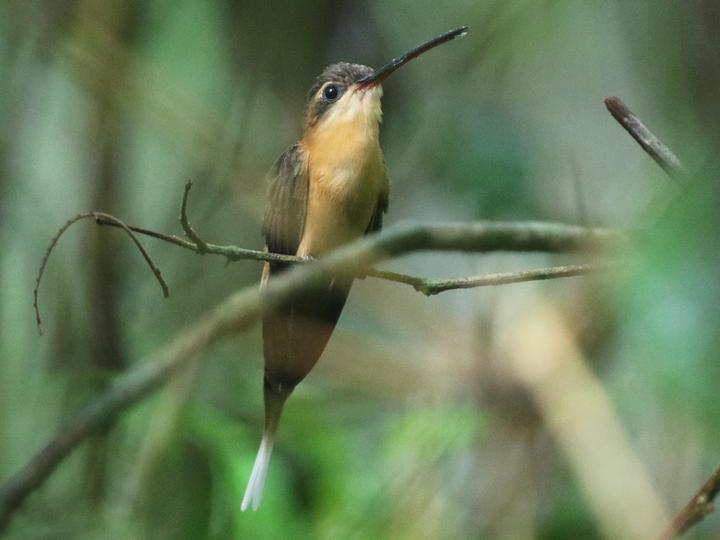Needle-billed Hermit