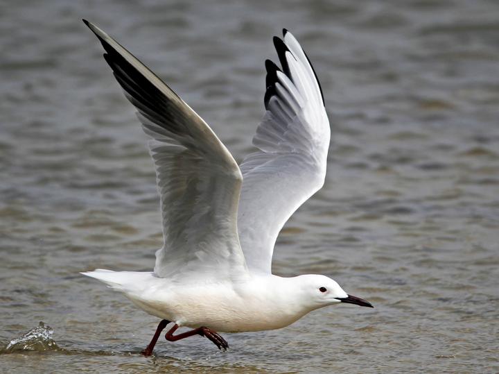 Slender-billed Gull