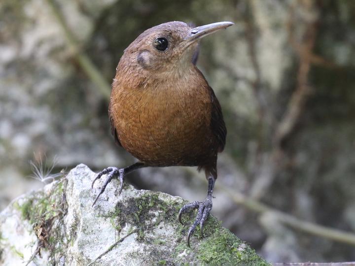 Sumichrast's Wren