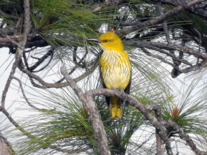 Slender-billed Oriole