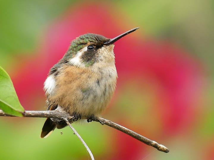 Slender-tailed Woodstar