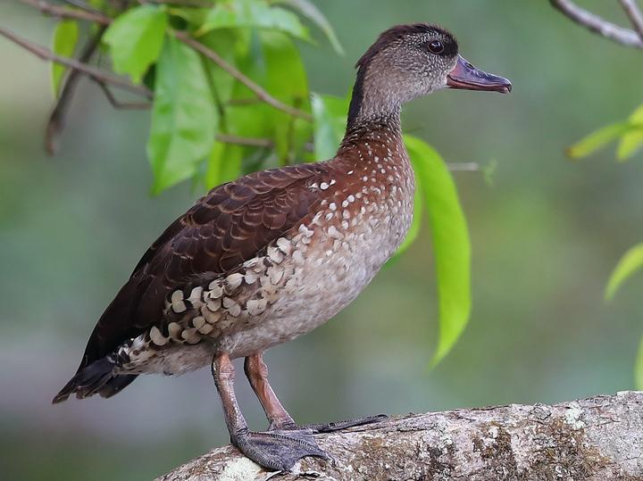 Spotted Whistling Duck