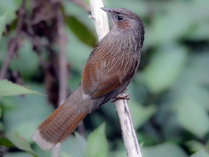 Streaked Laughingthrush