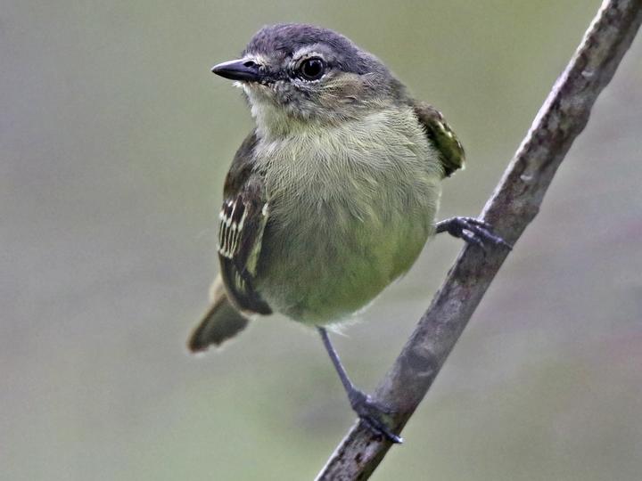 Slender-footed Tyrannulet