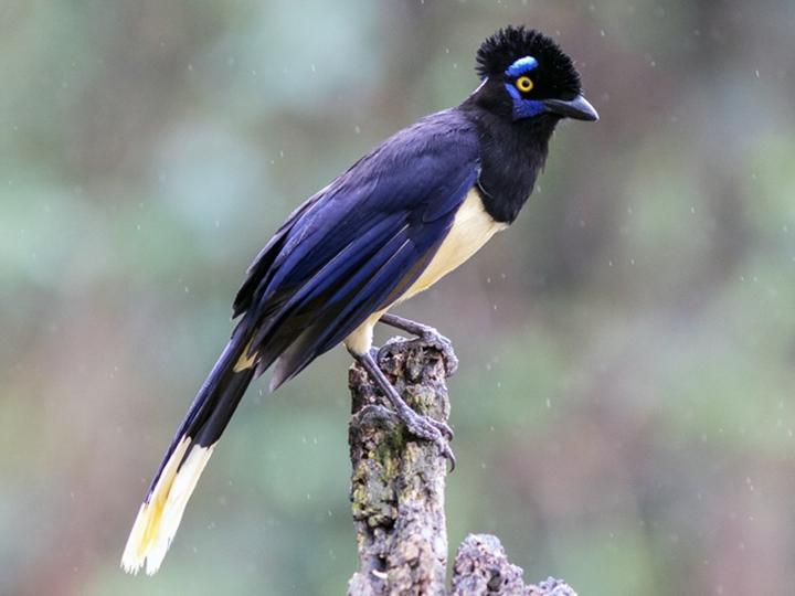 Plush-crested Jay