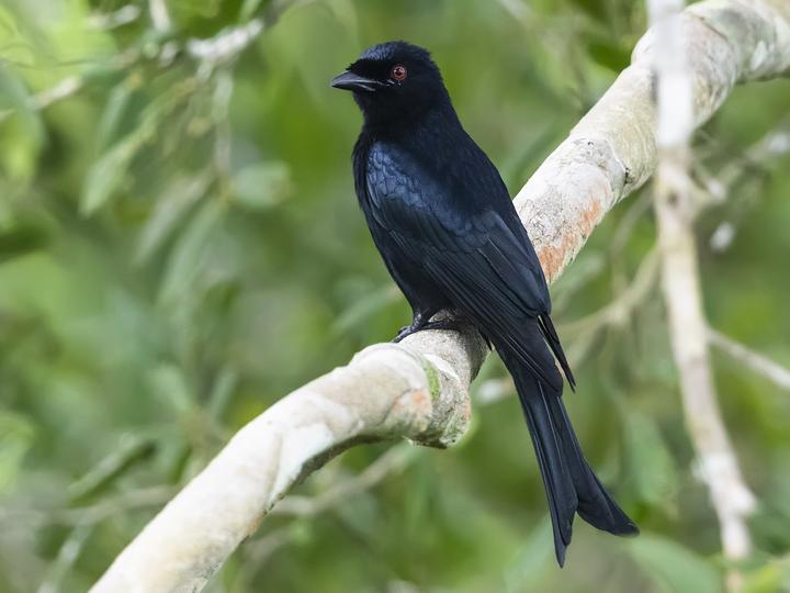 Velvet-mantled Drongo