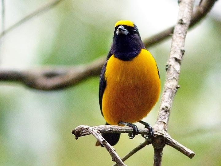 Velvet-fronted Euphonia