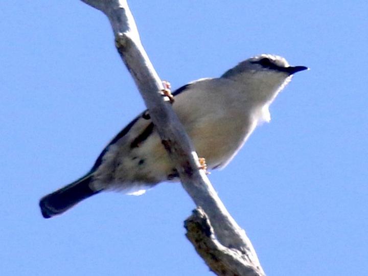 Rand's Warbler