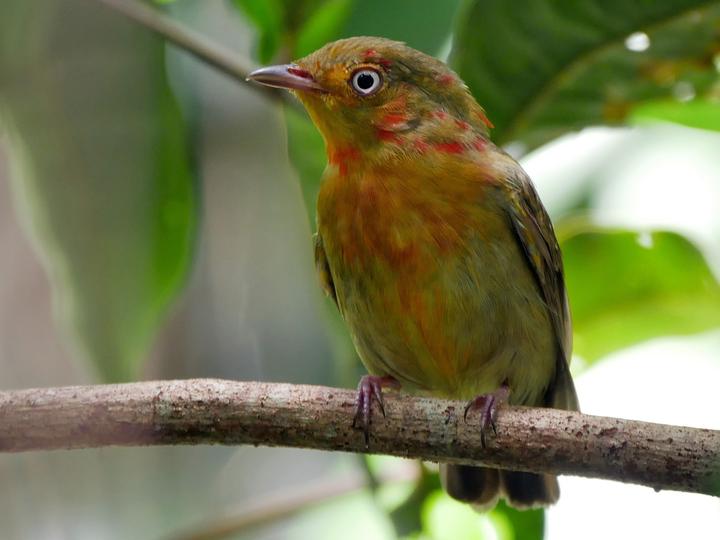 Crimson-hooded Manakin