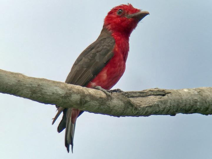 Crimson Fruitcrow