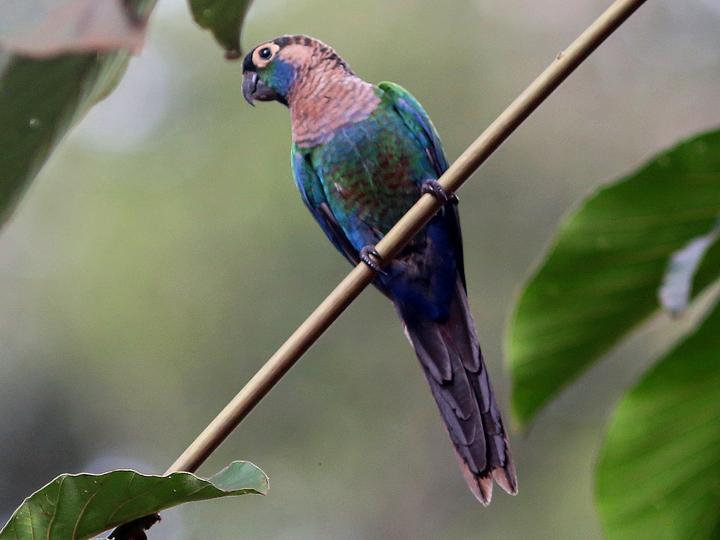 Pearly Parakeet
