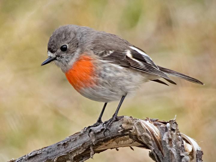 Scarlet Robin