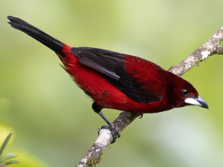 Crimson-backed Tanager