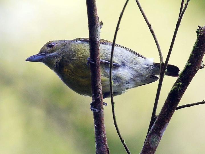 Crimson-breasted Flowerpecker