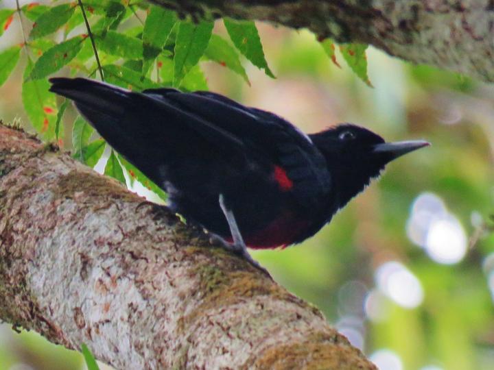 Black-and-crimson Oriole