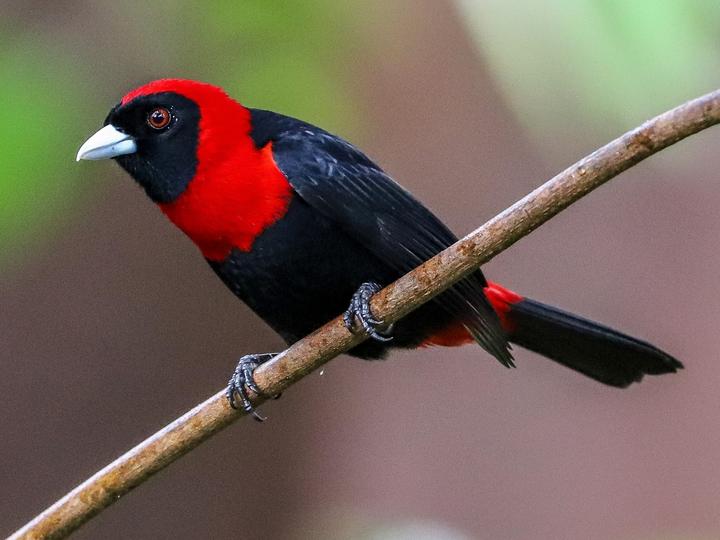 Crimson-collared Tanager
