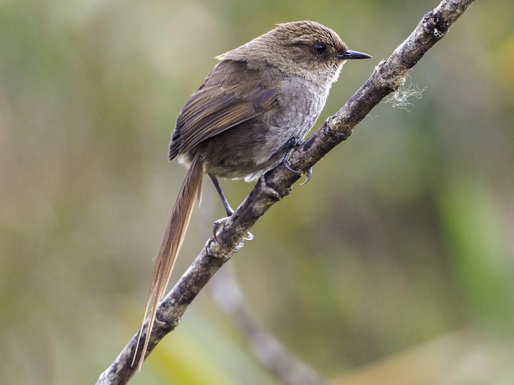 Vilcabamba Thistletail