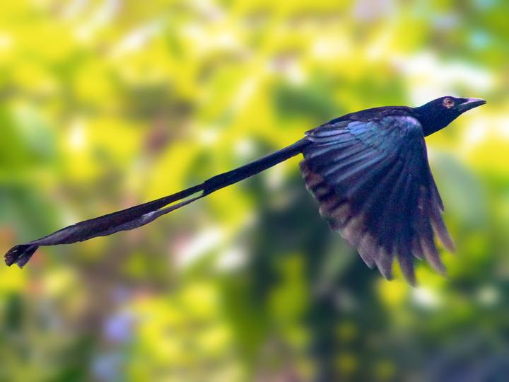 Paradise Drongo