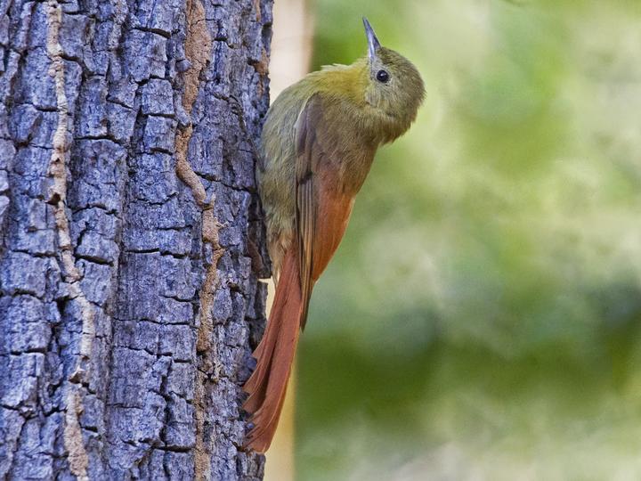 Olivaceous Woodcreeper