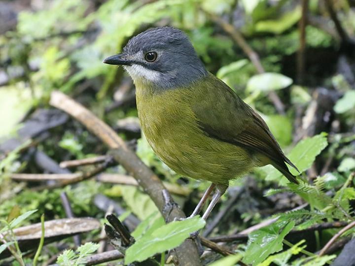 Green-backed Robin